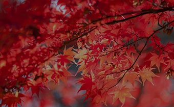 感受秋天的治愈之旅輕井澤周邊的紅葉景點