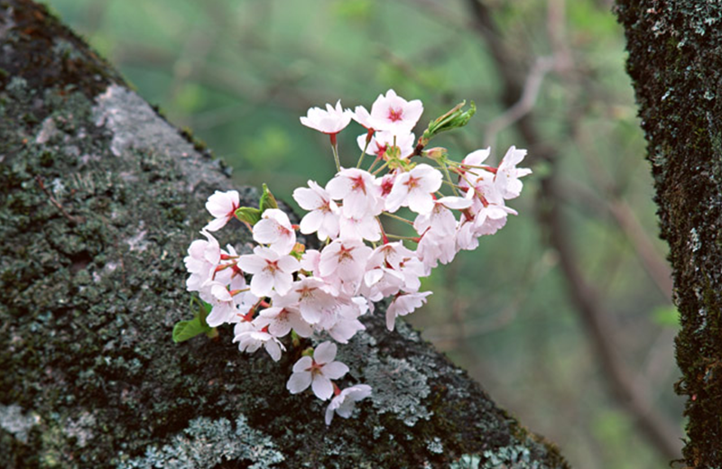 櫻花